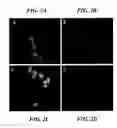 Fig. 03 - MIXED MICELLES INCLUDING AMPHIPATHIC CONJUGATES OF RNA AGENTS, AND USES THEREOF
