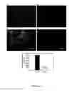 Fig. 11 - Modification Of Biomaterials With Microgel Films