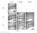 Fig. 09 - Silk Fibroin Hydrogels and Uses Thereof