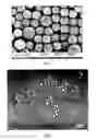 Fig. 06 - Microcapsules and Methods