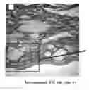 Fig. 01 - Silk Fibroin Hydrogels and Uses Thereof