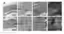 Fig. 14 - Silk Fibroin Hydrogels and Uses Thereof