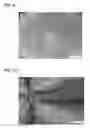 Fig. 04 - Dendritic macroporous hydrogels prepared by crystal templating