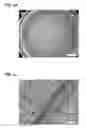 Fig. 08 - Dendritic macroporous hydrogels prepared by crystal templating