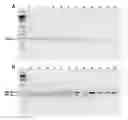 Fig. 01 - Human specific strains