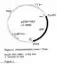 Fig. 04 - GENETIC SEQUENCES HAVING METHYLTRANSFERASE ACTIVITY AND USES THEREFOR