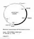 Fig. 05 - GENETIC SEQUENCES HAVING METHYLTRANSFERASE ACTIVITY AND USES THEREFOR