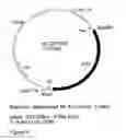 Fig. 06 - GENETIC SEQUENCES HAVING METHYLTRANSFERASE ACTIVITY AND USES THEREFOR