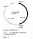 Fig. 07 - GENETIC SEQUENCES HAVING METHYLTRANSFERASE ACTIVITY AND USES THEREFOR
