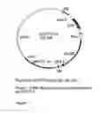Fig. 09 - GENETIC SEQUENCES HAVING METHYLTRANSFERASE ACTIVITY AND USES THEREFOR