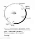 Fig. 10 - GENETIC SEQUENCES HAVING METHYLTRANSFERASE ACTIVITY AND USES THEREFOR