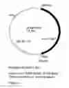 Fig. 11 - GENETIC SEQUENCES HAVING METHYLTRANSFERASE ACTIVITY AND USES THEREFOR