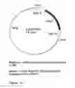 Fig. 12 - GENETIC SEQUENCES HAVING METHYLTRANSFERASE ACTIVITY AND USES THEREFOR