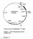 Fig. 13 - GENETIC SEQUENCES HAVING METHYLTRANSFERASE ACTIVITY AND USES THEREFOR