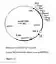 Fig. 14 - GENETIC SEQUENCES HAVING METHYLTRANSFERASE ACTIVITY AND USES THEREFOR
