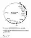 Fig. 15 - GENETIC SEQUENCES HAVING METHYLTRANSFERASE ACTIVITY AND USES THEREFOR