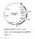 Fig. 17 - GENETIC SEQUENCES HAVING METHYLTRANSFERASE ACTIVITY AND USES THEREFOR