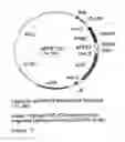 Fig. 19 - GENETIC SEQUENCES HAVING METHYLTRANSFERASE ACTIVITY AND USES THEREFOR
