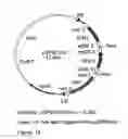 Fig. 20 - GENETIC SEQUENCES HAVING METHYLTRANSFERASE ACTIVITY AND USES THEREFOR