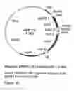 Fig. 22 - GENETIC SEQUENCES HAVING METHYLTRANSFERASE ACTIVITY AND USES THEREFOR