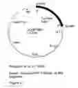 Fig. 23 - GENETIC SEQUENCES HAVING METHYLTRANSFERASE ACTIVITY AND USES THEREFOR