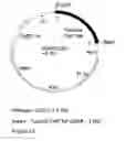 Fig. 24 - GENETIC SEQUENCES HAVING METHYLTRANSFERASE ACTIVITY AND USES THEREFOR