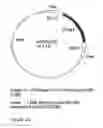 Fig. 25 - GENETIC SEQUENCES HAVING METHYLTRANSFERASE ACTIVITY AND USES THEREFOR