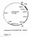 Fig. 26 - GENETIC SEQUENCES HAVING METHYLTRANSFERASE ACTIVITY AND USES THEREFOR
