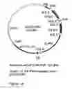 Fig. 27 - GENETIC SEQUENCES HAVING METHYLTRANSFERASE ACTIVITY AND USES THEREFOR