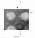 Fig. 14 - Absorbent paper product having non-embossed surface features