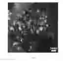 Fig. 09 - Catalytic electrode with gradient porosity and catalyst density for fuel cells