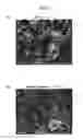 Fig. 04 - Catalyst layer for fuel cell membrane electrode assembly, fuel cell membrane electrode assembly using the catalyst layer, fuel cell, and method for producing the catalyst layer