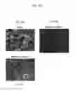 Fig. 22 - Catalyst layer for fuel cell membrane electrode assembly, fuel cell membrane electrode assembly using the catalyst layer, fuel cell, and method for producing the catalyst layer