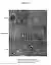 Fig. 11 - Composition and method for flushing and cold/cryo preserving organs, tissues, and cells