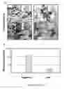 Fig. 09 - HUMAN GONADAL STEM CELLS