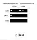 Fig. 04 - Dopaminergic neuron progenitor cell marker 187A5