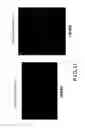 Fig. 10 - Dopaminergic neuron progenitor cell marker 187A5