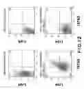 Fig. 11 - Dopaminergic neuron progenitor cell marker 187A5