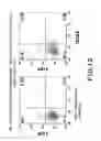 Fig. 12 - Dopaminergic neuron progenitor cell marker 187A5