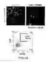 Fig. 13 - Dopaminergic neuron progenitor cell marker 187A5