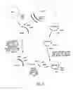 Fig. 03 - COMPOSITIONS AND METHODS FOR REVERSE TRANSCRIPTION OF NUCLEIC ACID MOLECULES