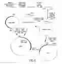 Fig. 06 - COMPOSITIONS AND METHODS FOR REVERSE TRANSCRIPTION OF NUCLEIC ACID MOLECULES