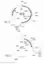 Fig. 10 - COMPOSITIONS AND METHODS FOR REVERSE TRANSCRIPTION OF NUCLEIC ACID MOLECULES
