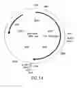 Fig. 12 - COMPOSITIONS AND METHODS FOR REVERSE TRANSCRIPTION OF NUCLEIC ACID MOLECULES