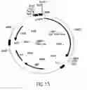 Fig. 13 - COMPOSITIONS AND METHODS FOR REVERSE TRANSCRIPTION OF NUCLEIC ACID MOLECULES