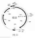 Fig. 15 - COMPOSITIONS AND METHODS FOR REVERSE TRANSCRIPTION OF NUCLEIC ACID MOLECULES