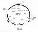 Fig. 19 - COMPOSITIONS AND METHODS FOR REVERSE TRANSCRIPTION OF NUCLEIC ACID MOLECULES