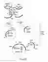 Fig. 24 - COMPOSITIONS AND METHODS FOR REVERSE TRANSCRIPTION OF NUCLEIC ACID MOLECULES