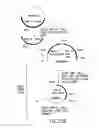 Fig. 25 - COMPOSITIONS AND METHODS FOR REVERSE TRANSCRIPTION OF NUCLEIC ACID MOLECULES