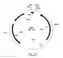 Fig. 27 - COMPOSITIONS AND METHODS FOR REVERSE TRANSCRIPTION OF NUCLEIC ACID MOLECULES